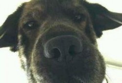 一个狗狗最新爆料图片,狗狗最新爆料萌态十足